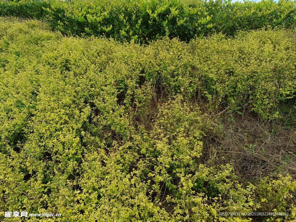绿意盎然的植物田地