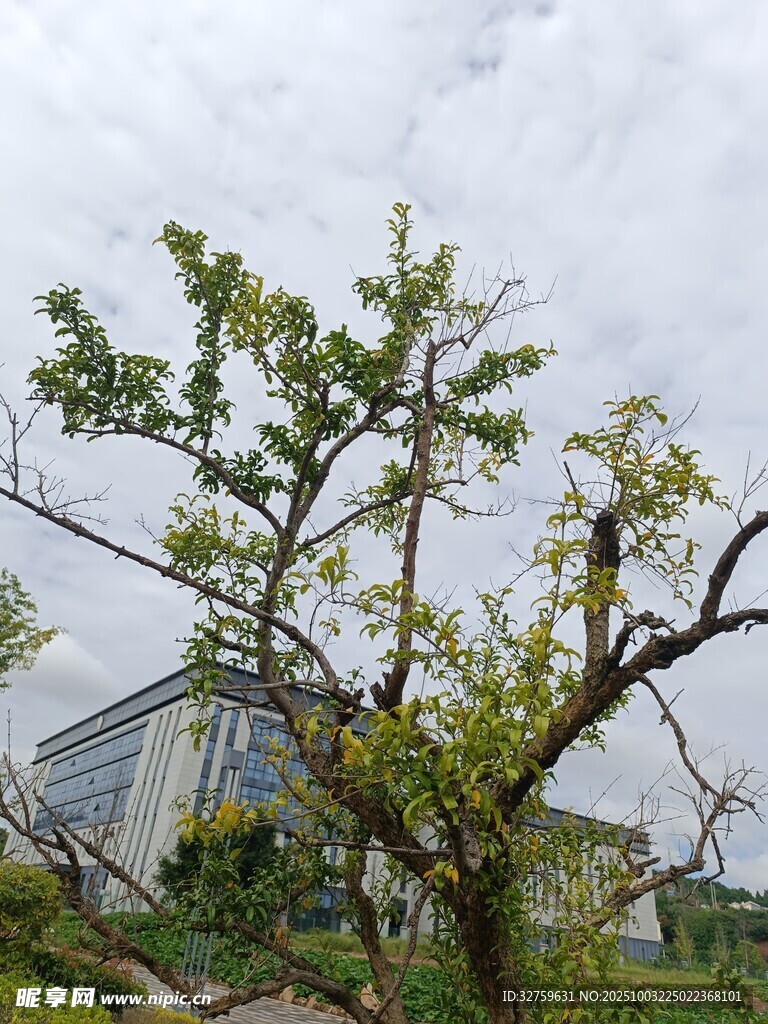 枯树新叶 