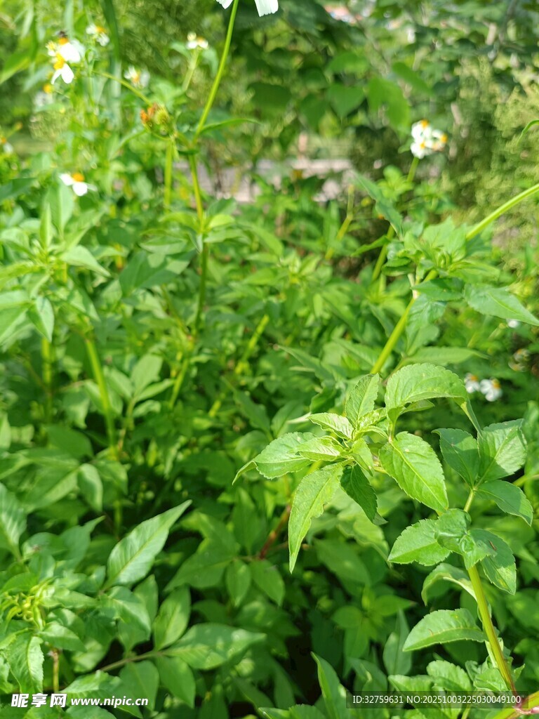 繁茂绿植