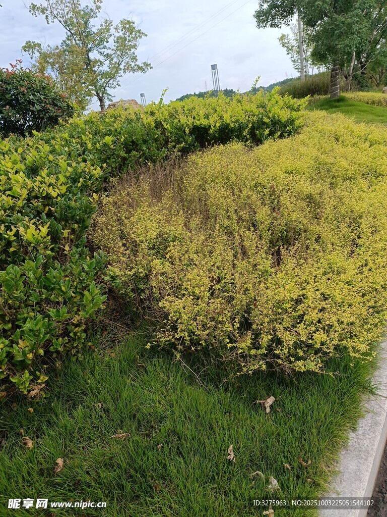 路边绿植景观