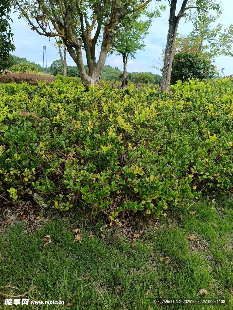 绿叶繁茂的户外灌木丛