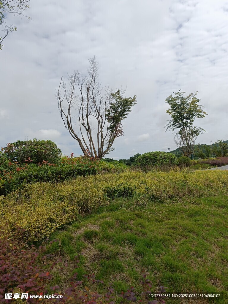野外草地枯树风景图