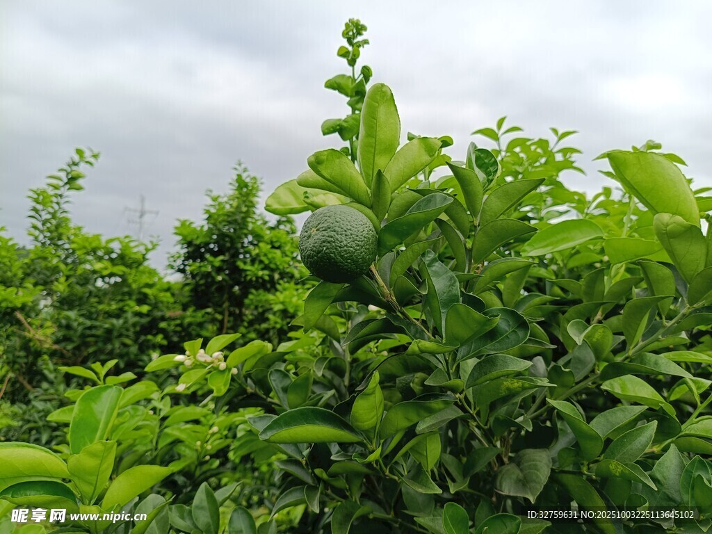 绿意盎然的繁茂植物景观