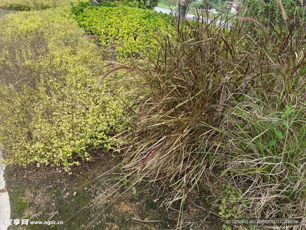 户外多样绿植景观