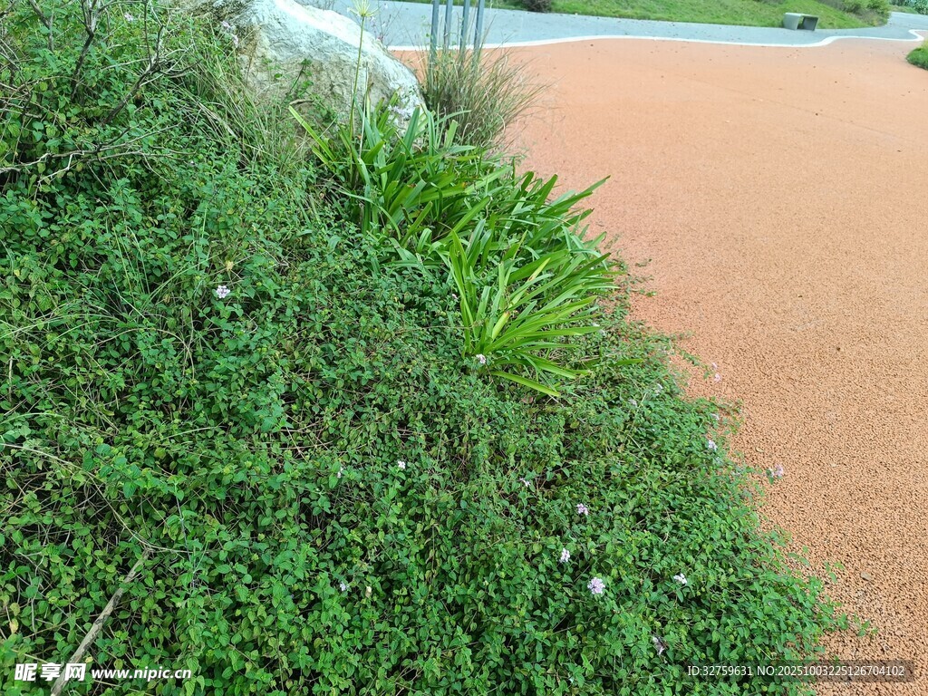 路边翠绿繁茂的植物景观