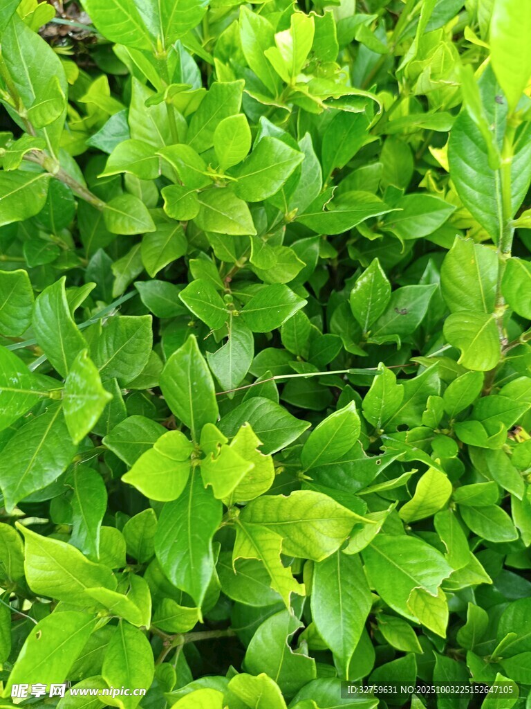 翠绿繁茂的新鲜叶片