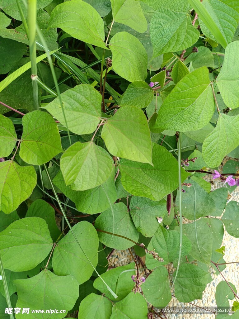 翠绿繁茂的蔓生植物叶片