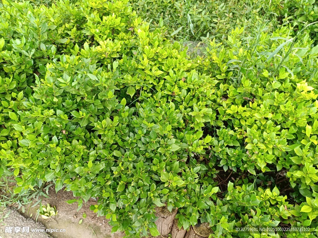 翠绿繁茂的绿植景观