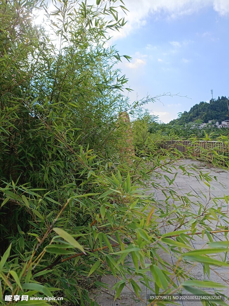 野外繁茂绿植与开阔沙地