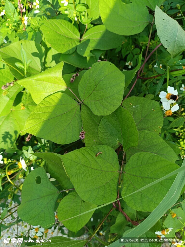 绿叶白花植物特写