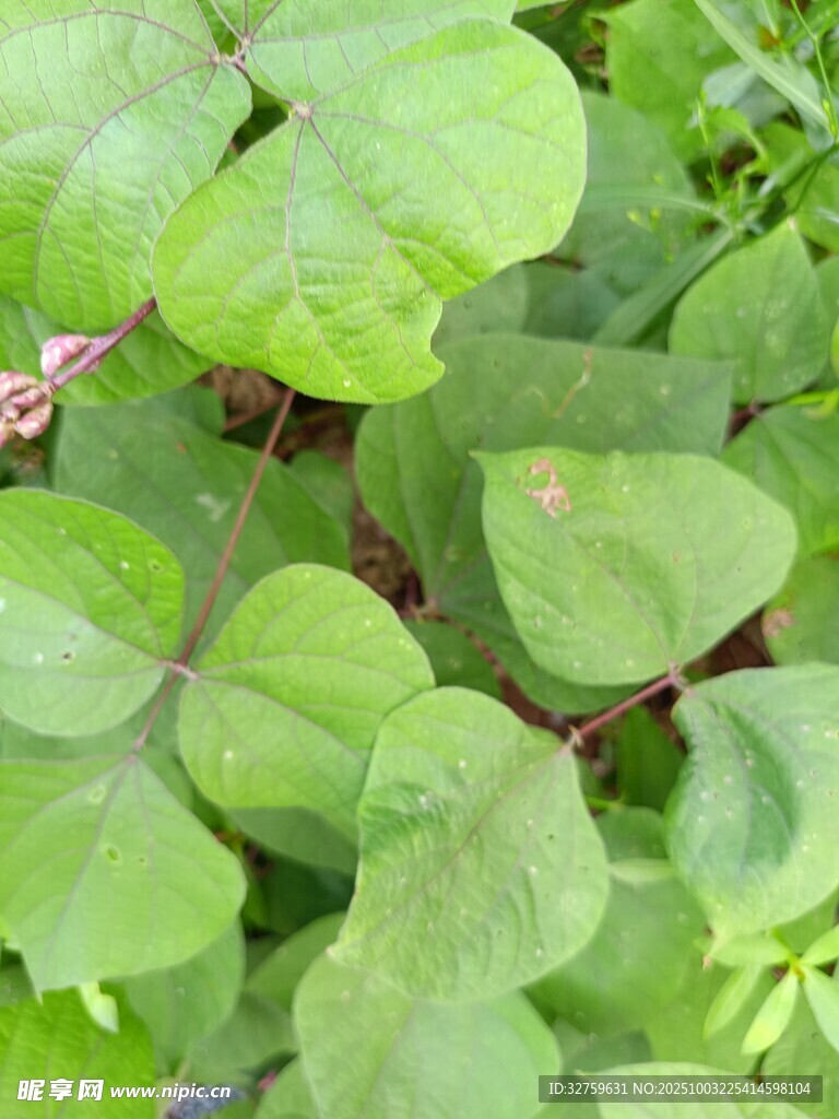 绿叶植物特写
