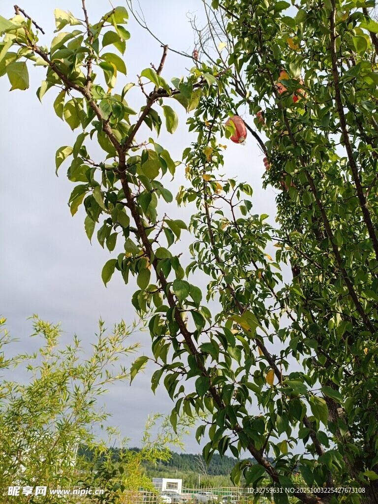 绿叶繁茂的树枝景观