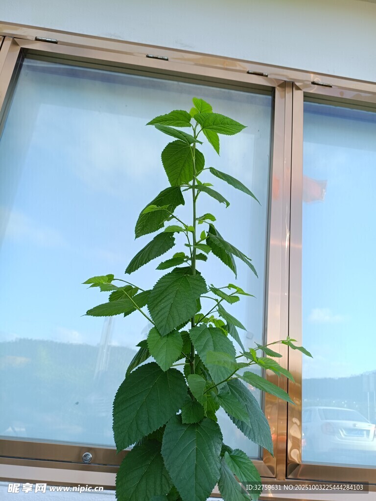 窗边绿植生机盎然