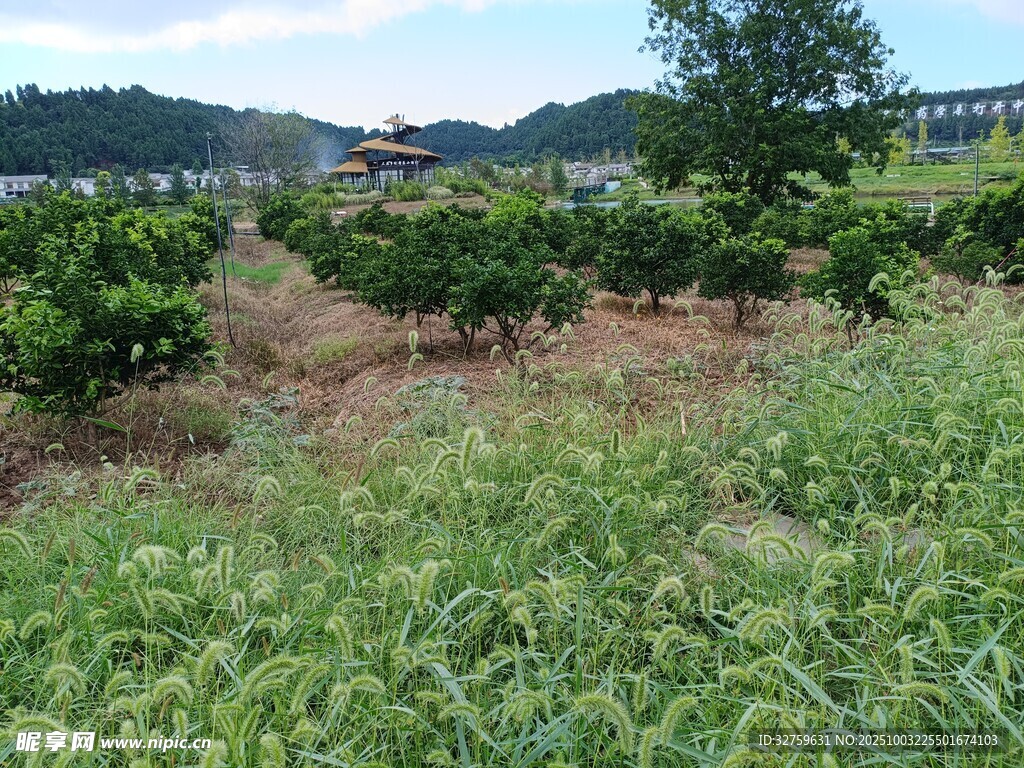 果园绿意盎然的田园景象