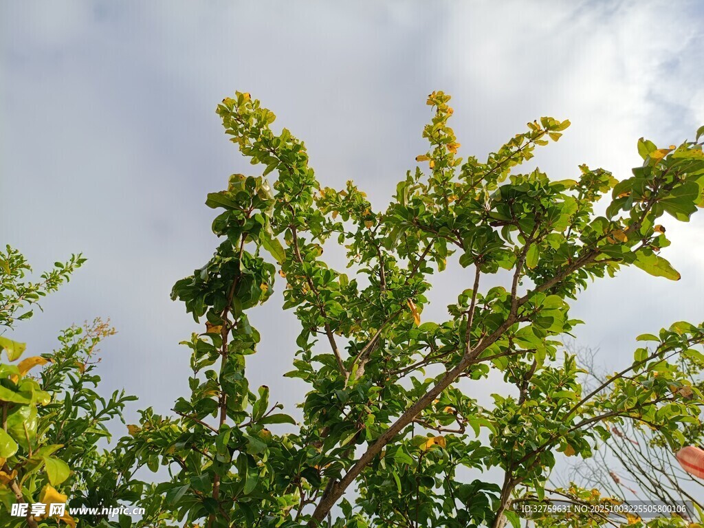 仰视绿树与蓝天白云