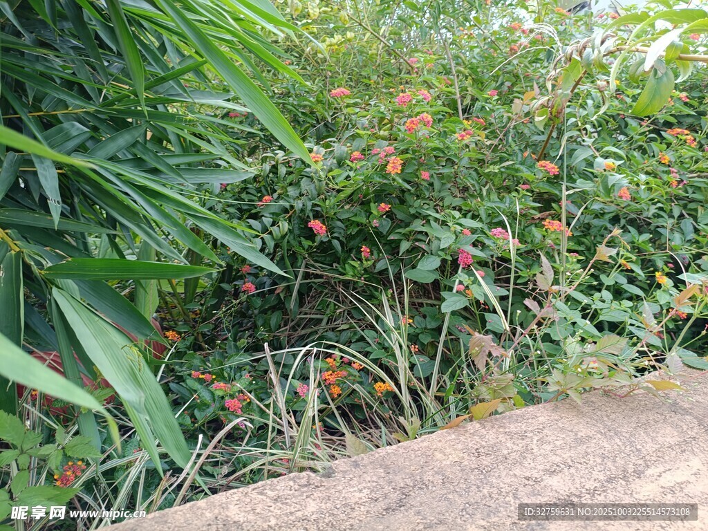 路边繁茂绿植与鲜艳花朵