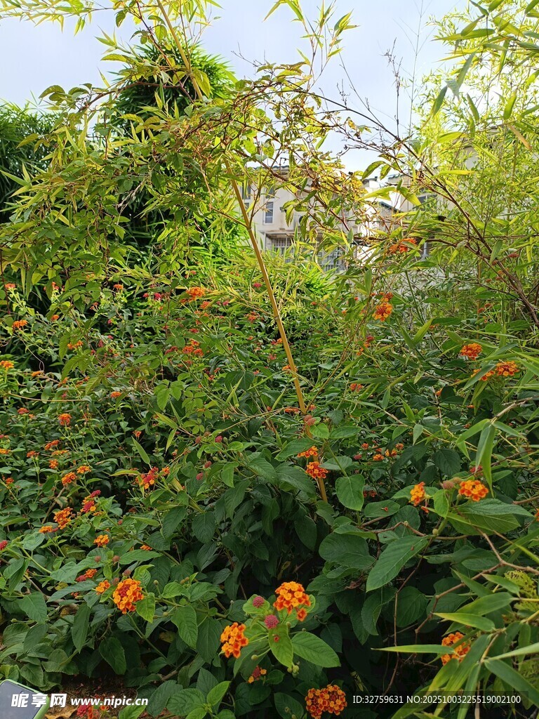 繁茂绿植间的鲜艳花朵
