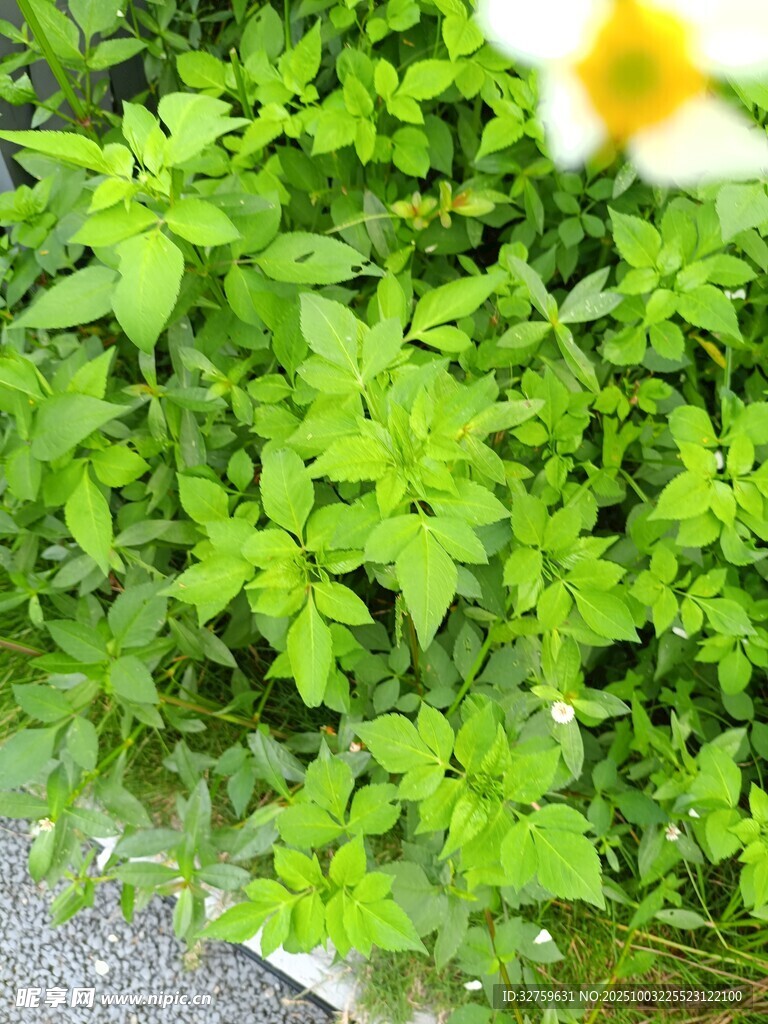 翠绿繁茂的清新植物