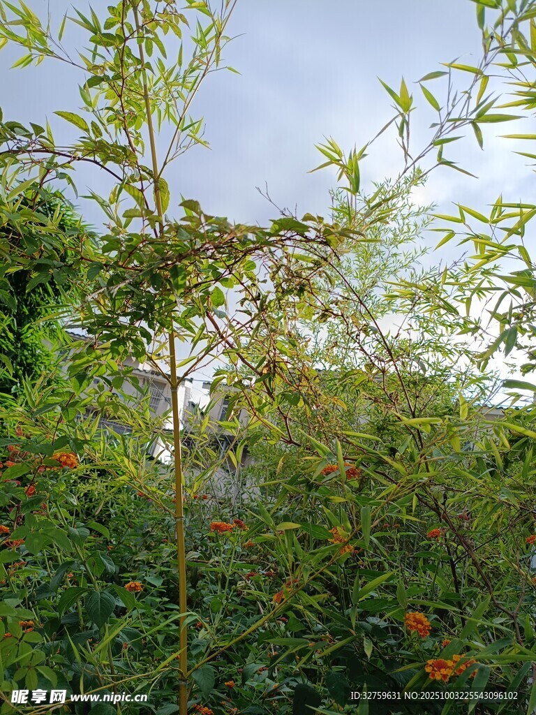 繁茂绿植中的清新景致