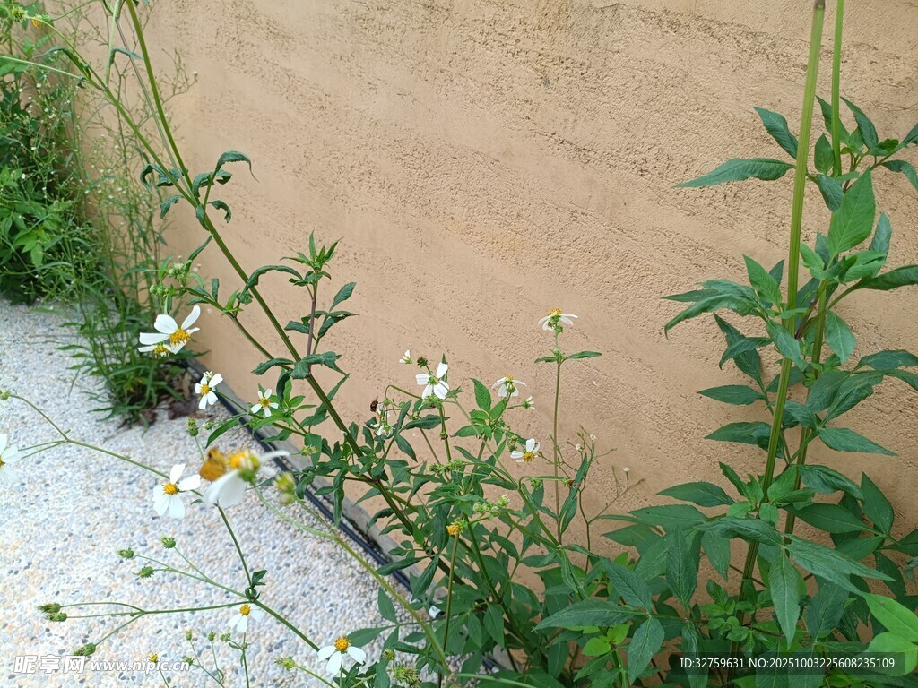 墙边绽放的清新野花