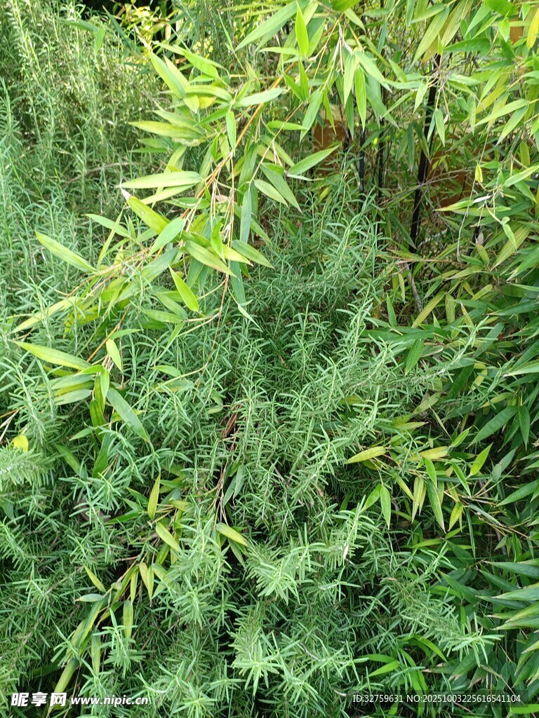 茂密绿植景观