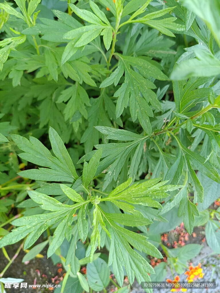 绿叶植物特写