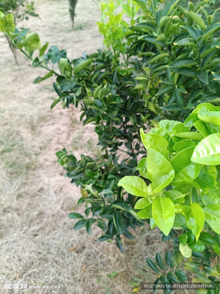 绿叶繁茂的绿植景观