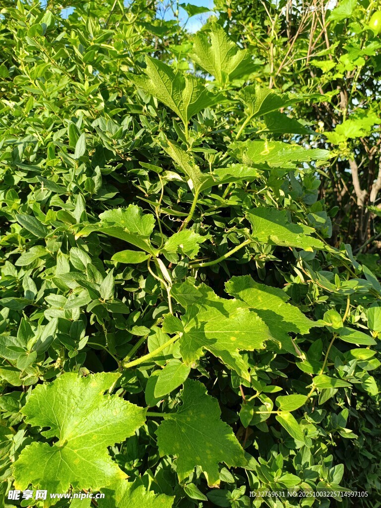 繁茂绿植中的生机景象