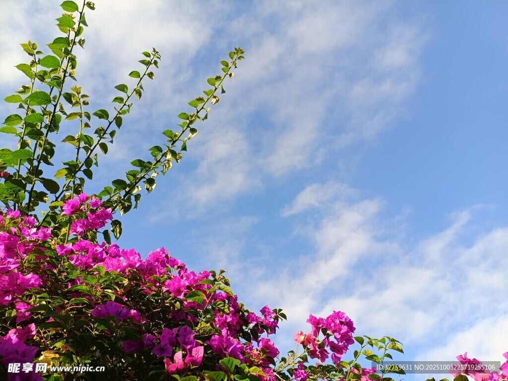 蓝天繁花