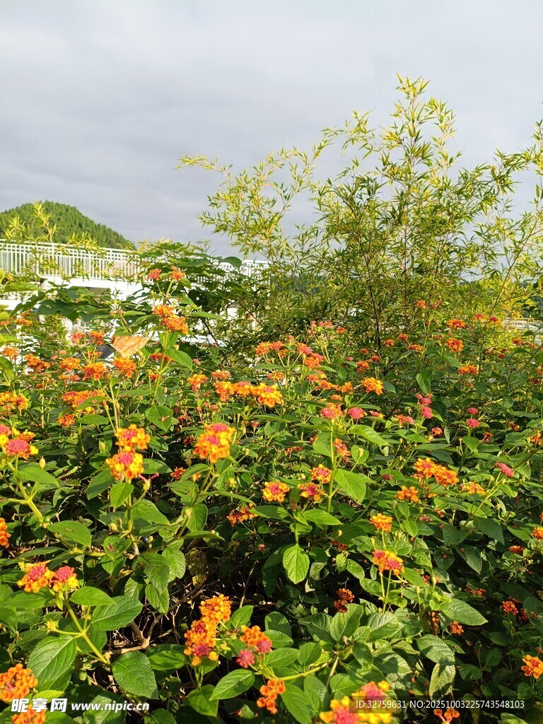 盛开的橙色花卉植物景观