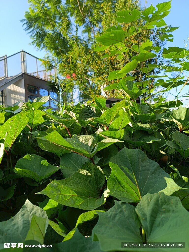 绿叶繁茂处的观景台