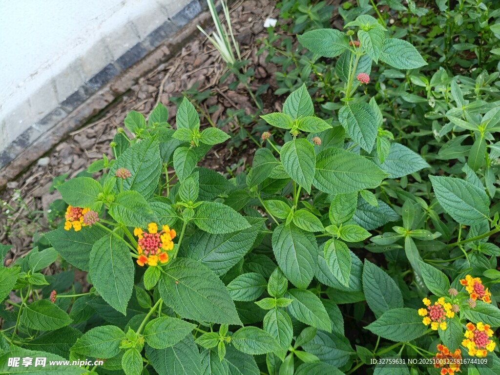 绿叶间的橙黄小花