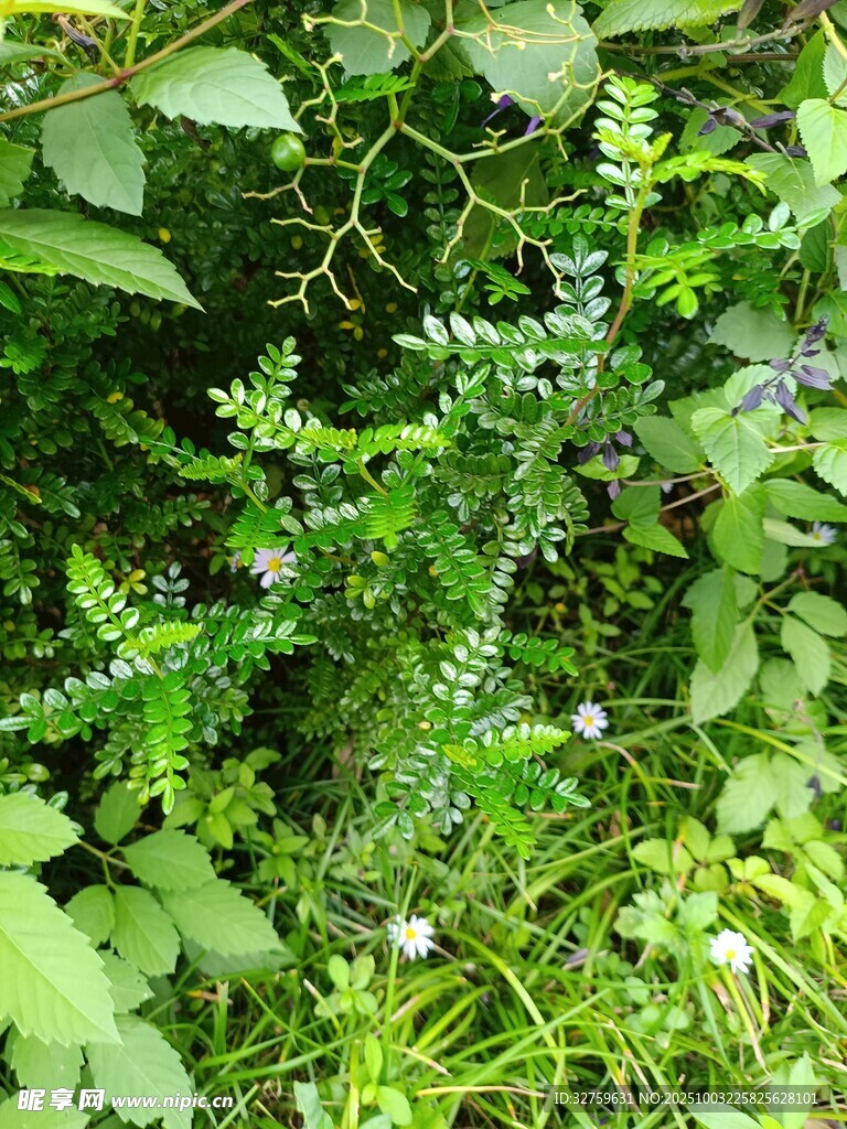 繁茂绿植景观