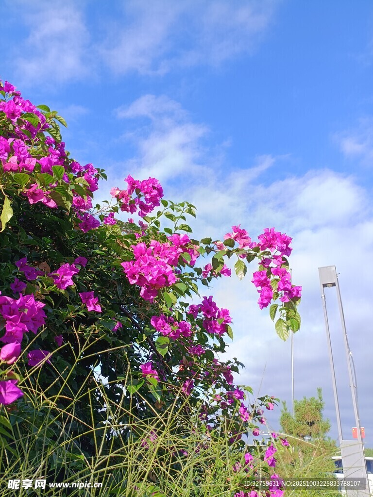 蓝天下绽放的艳丽三角梅