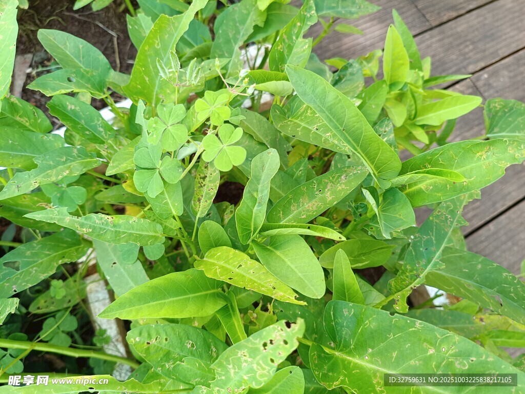 绿叶白花的清新植物