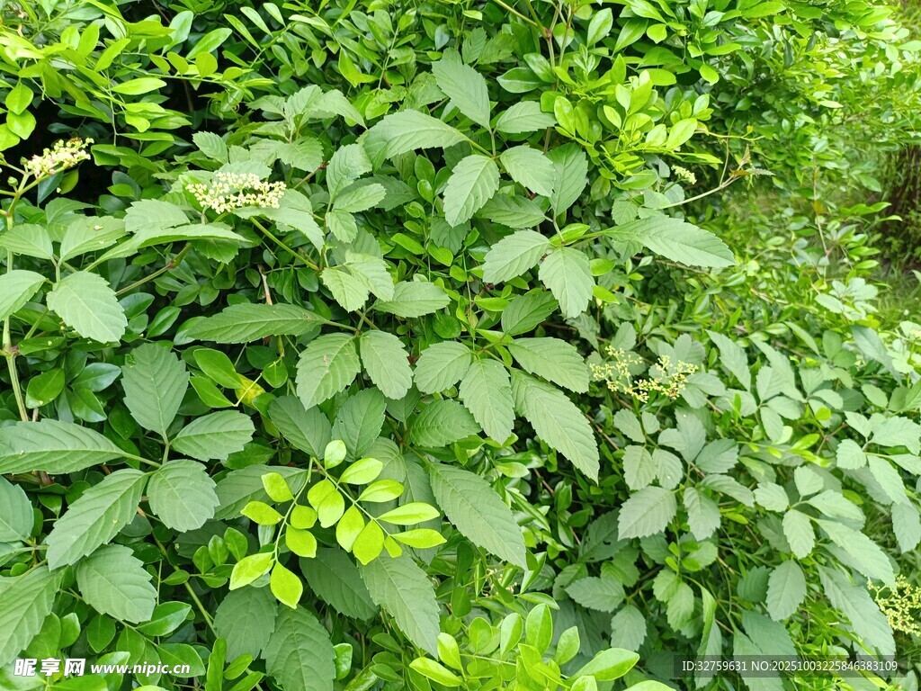 繁茂绿叶植物景观