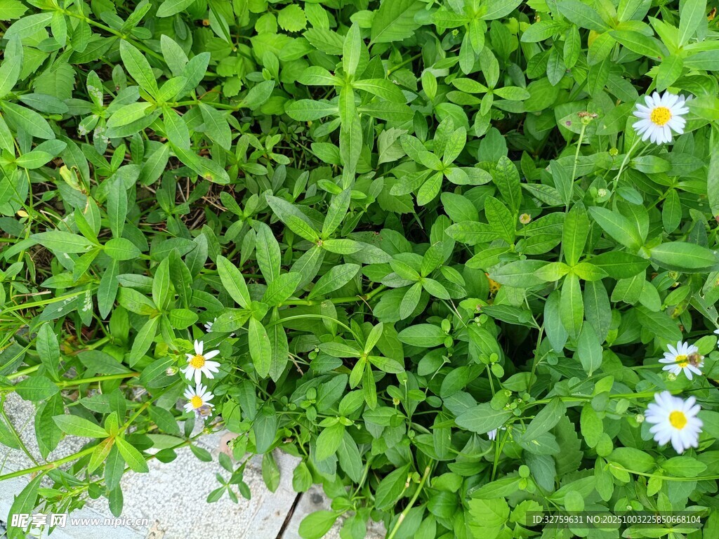 绿叶丛中的小白花