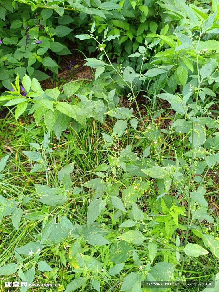 繁茂绿植景观