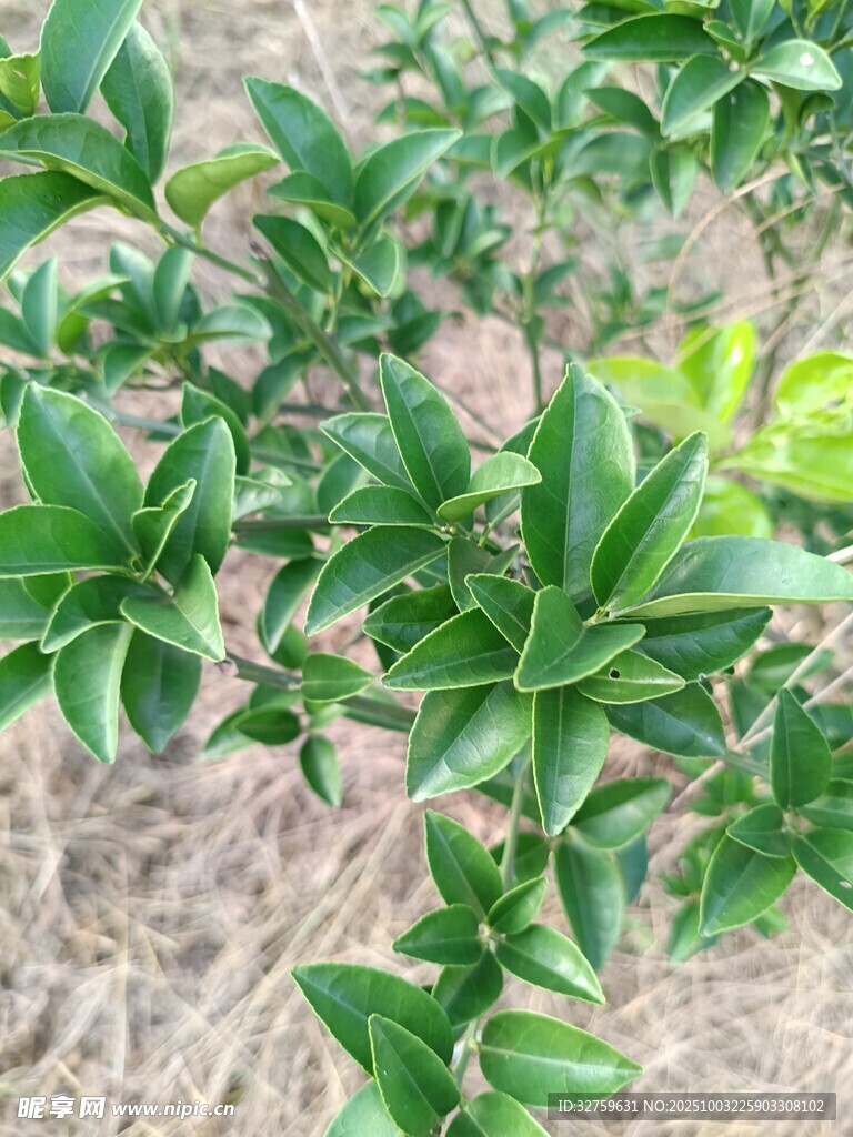 翠绿繁茂的柑橘树枝叶