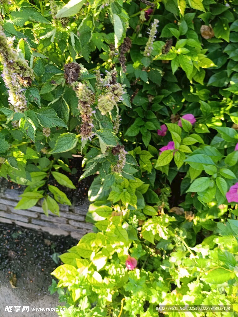 繁茂绿植中的娇艳花朵