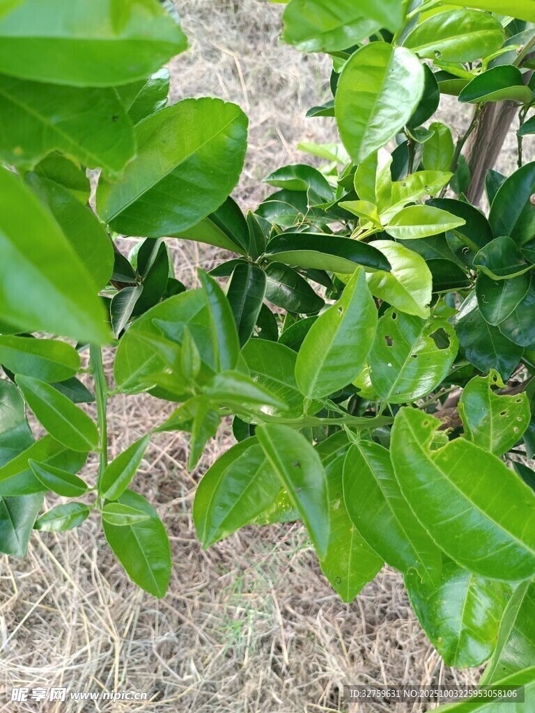 绿叶繁茂的植物特写