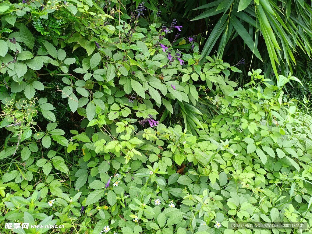 繁茂绿植景观