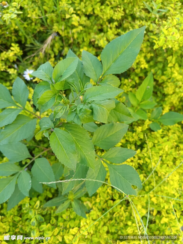 绿叶黄花交织的生机画面