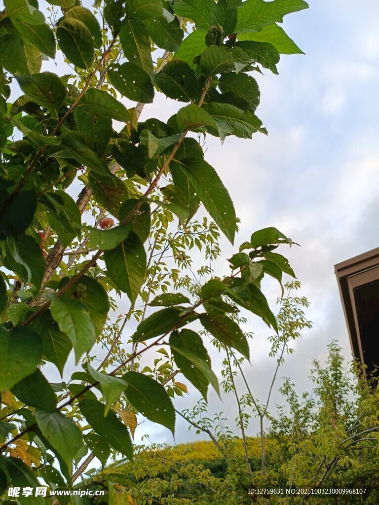 绿叶繁茂的庭院景致