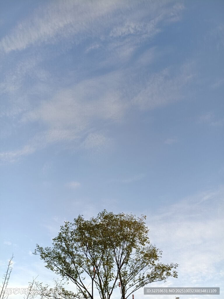 蓝天之下的孤树