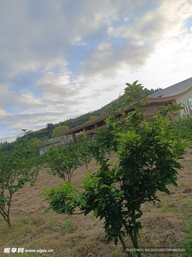 乡村果园风光
