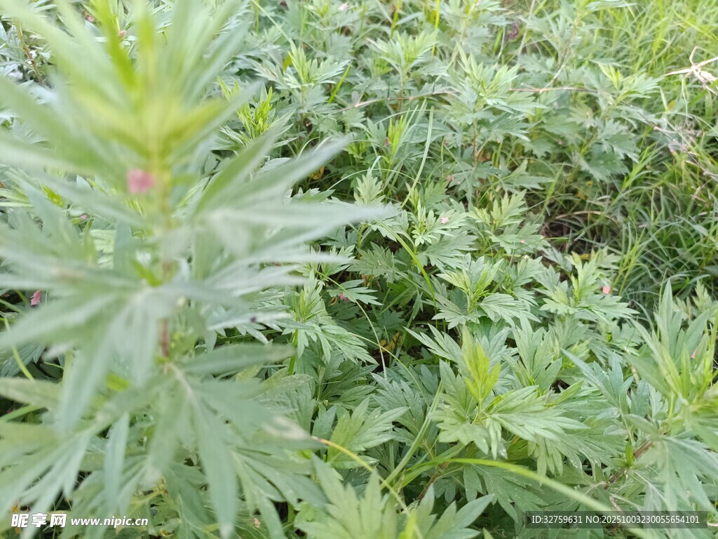 野外嫩绿植物特写