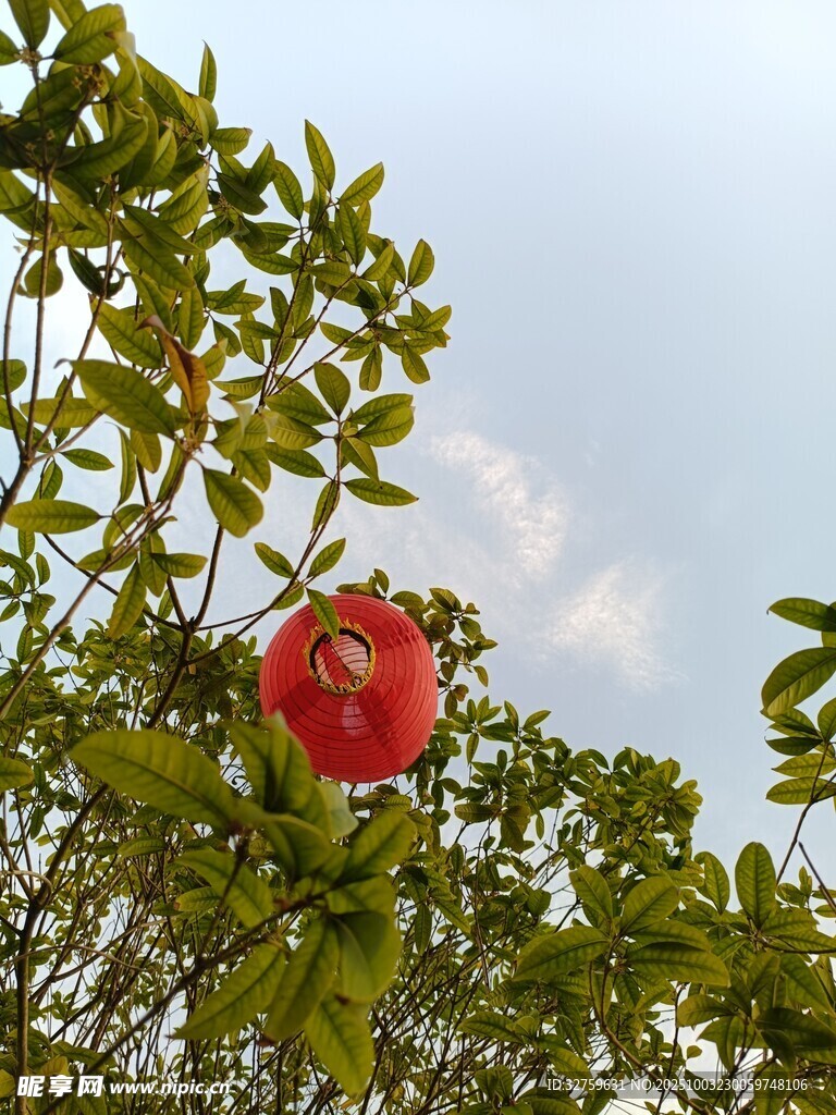 枝头红石榴