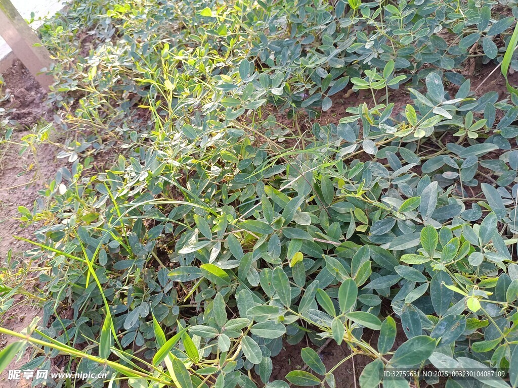 农田中的绿色植物景观