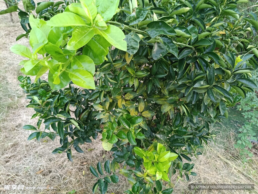绿叶繁茂的果树